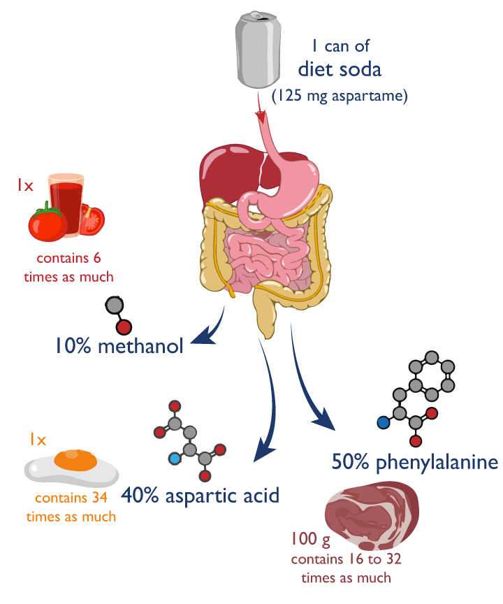 aspartame breakdown in the stomach